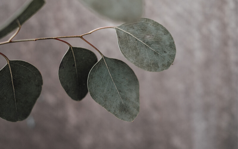 Huile essentielle d'Eucalyptus Globulus : comment l'utiliser correctement ?