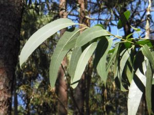 huile-essentielle-eucalyptus-smithii