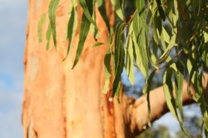 huile-essentielle-eucalyptus-bio